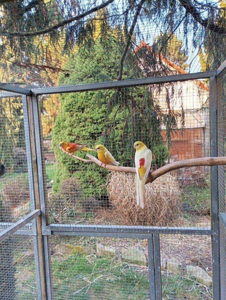 Prodám paapoušky zpěvavé