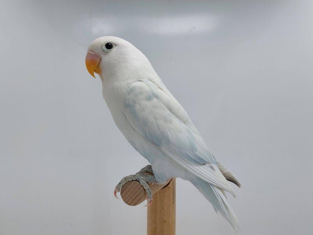 Agapornis fischeri