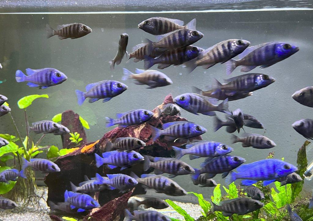 Malawi tlamovci Placidochromis phenochillus Tanzania Lupingu