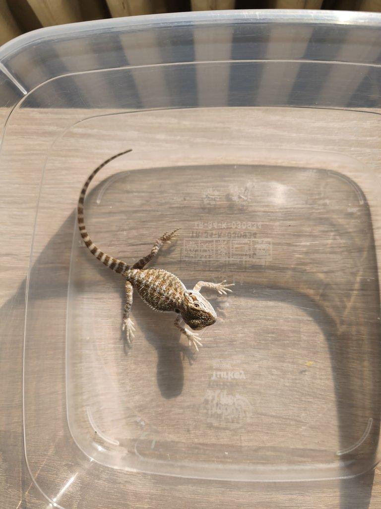 Agama vousatá - Hypo het zero