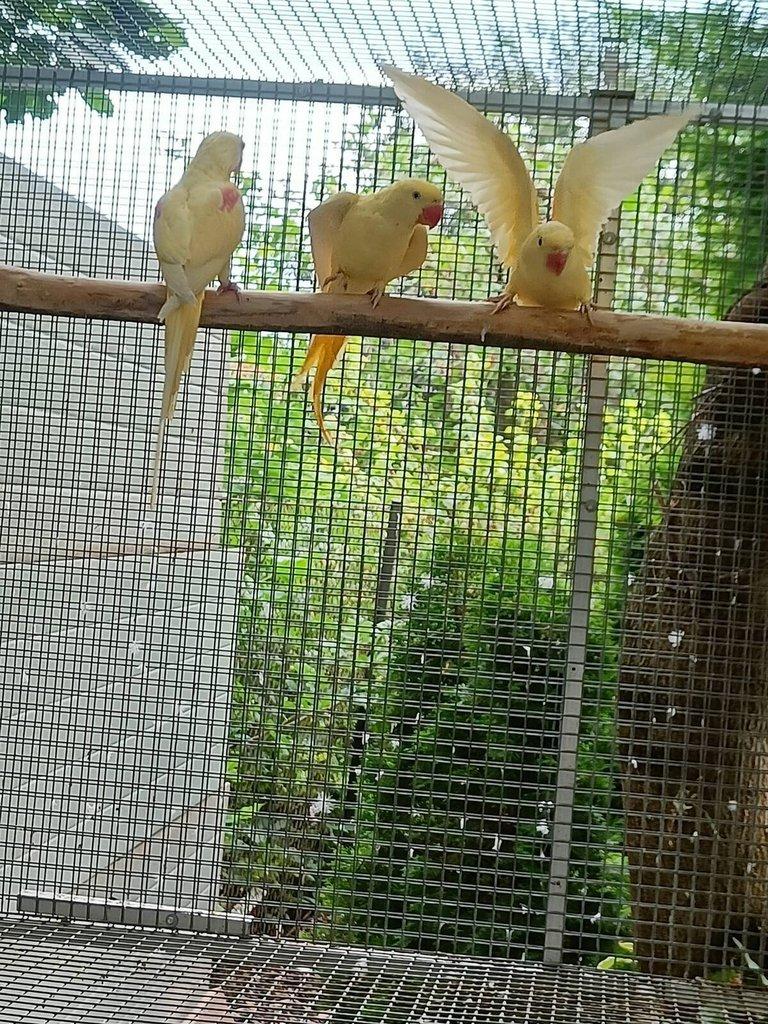 Alexandr velký Lutino