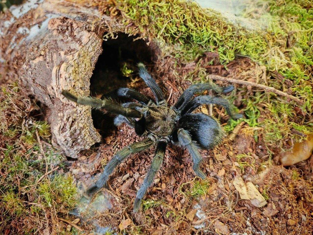 Prodám dospělého samce Grammostola pulchra