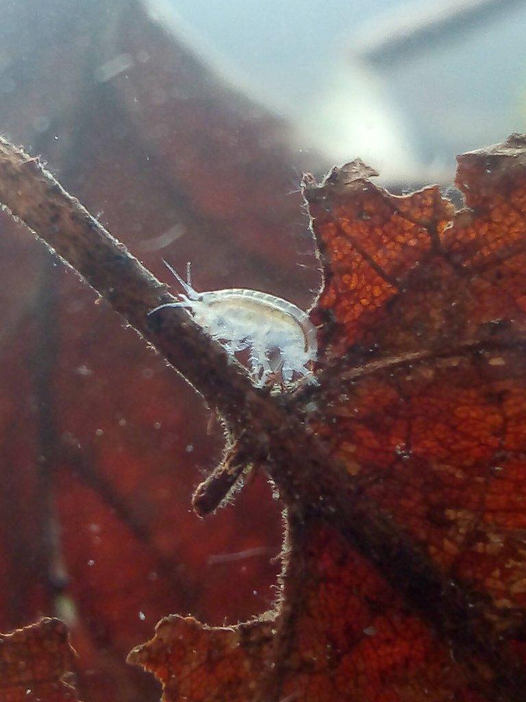 Živá potrava - mexický blešivec (gammarus)