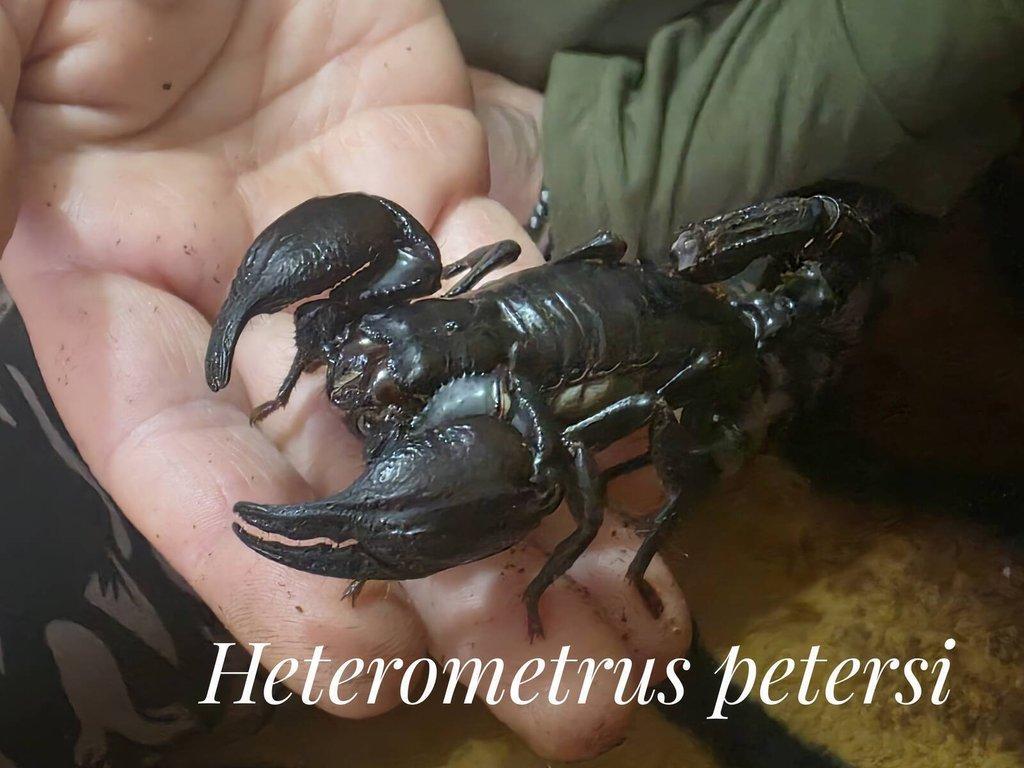 Heterometrus petersi