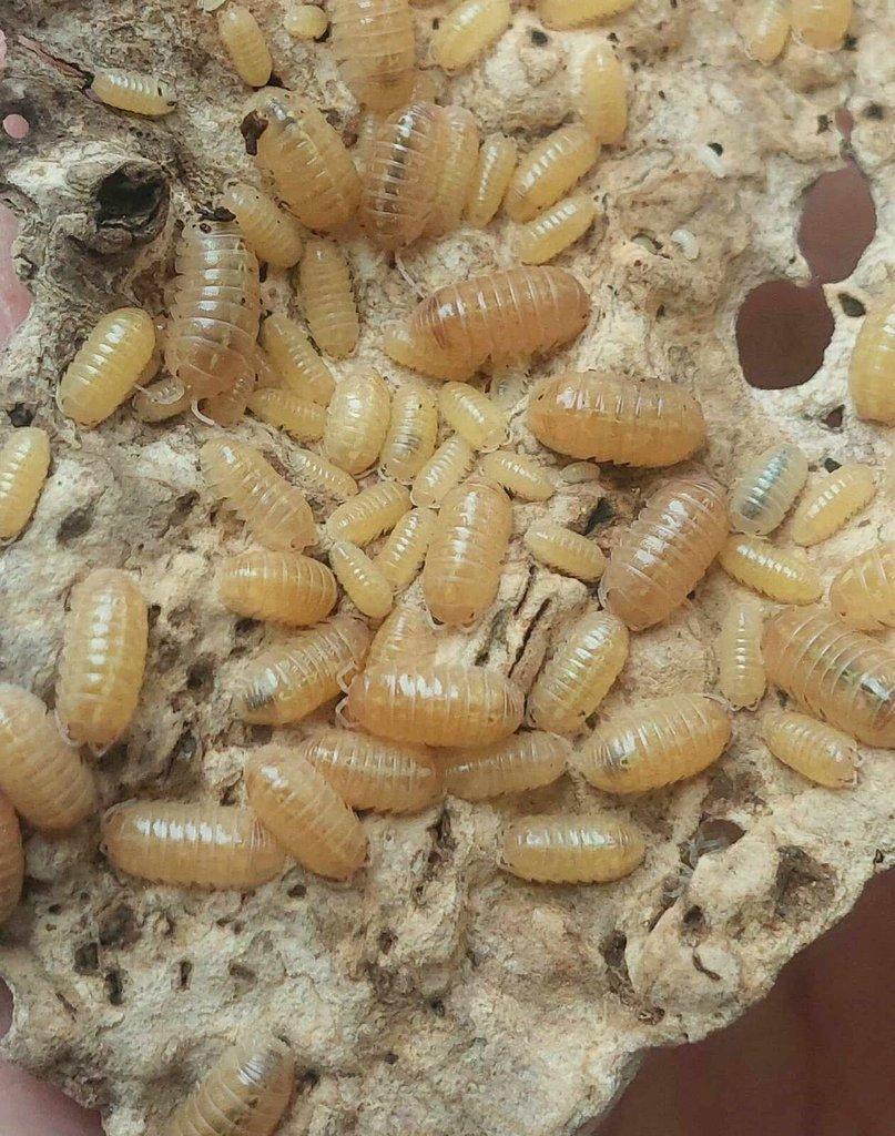 ISOPODA - Hobby druhy - aktualizovaný seznam