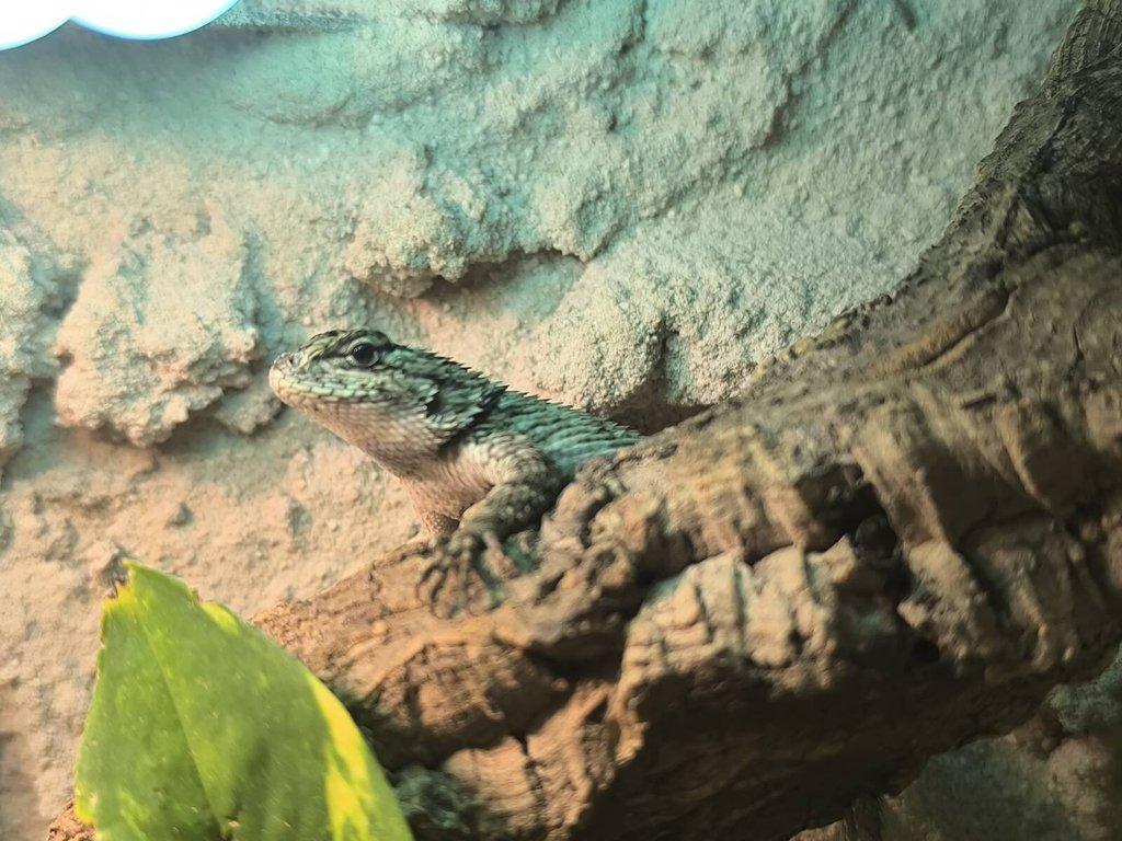 Sceloporus malachiticus
