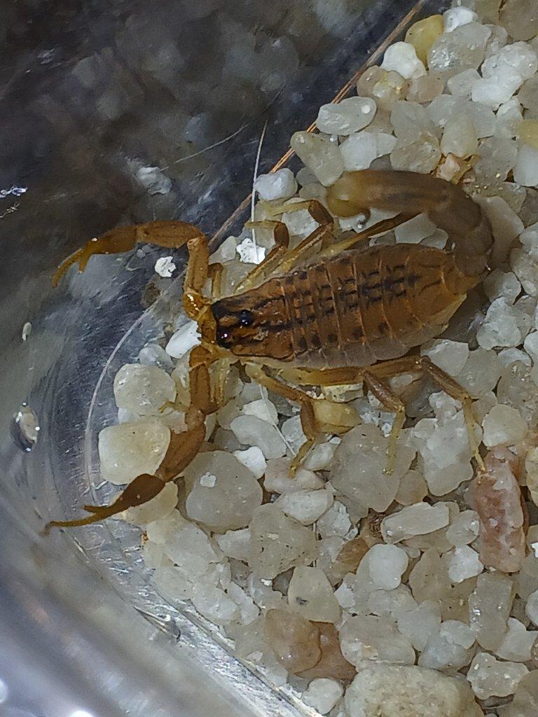 Nabídka štírů  Ž. E. 11. 4.