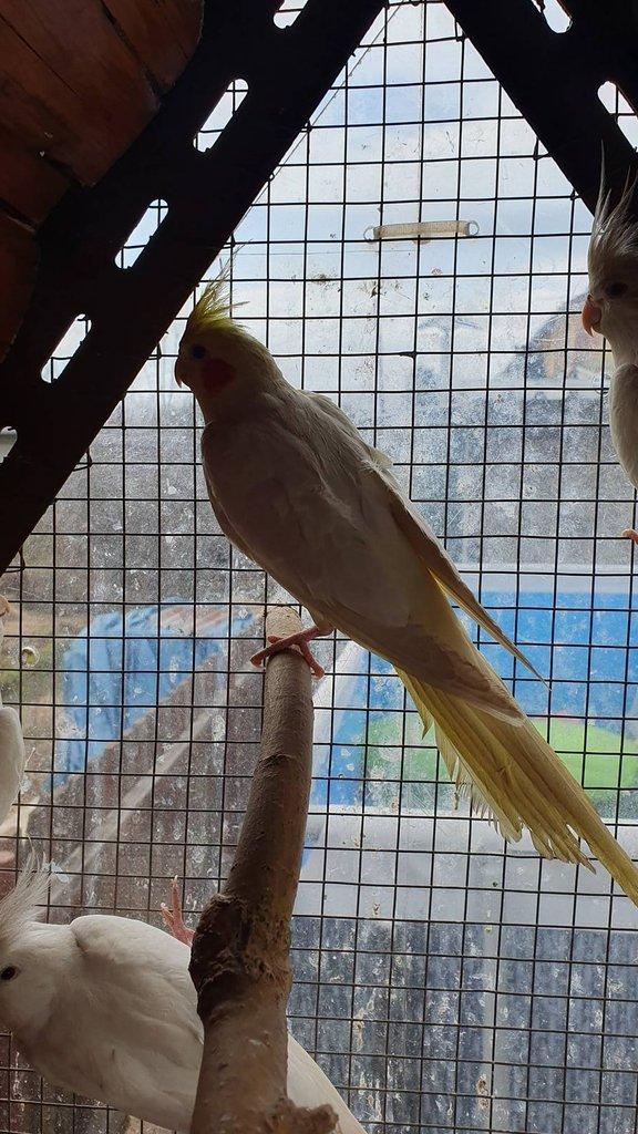 Korela Lutino a Albino