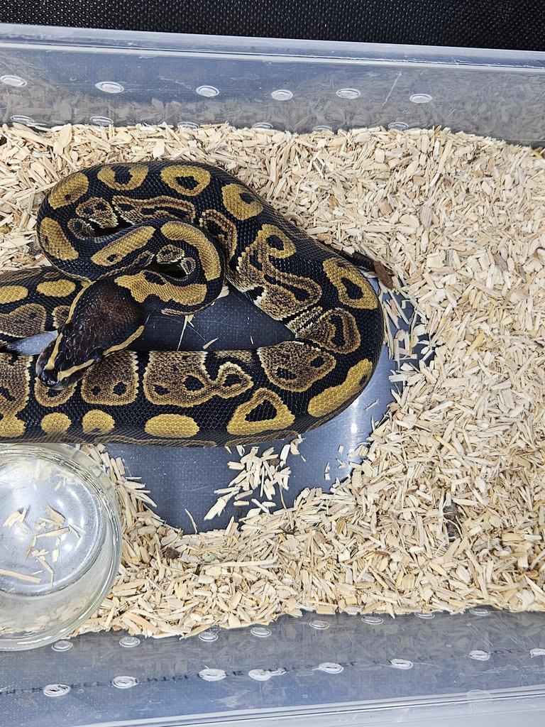 Python regius lesser, spider, klasik