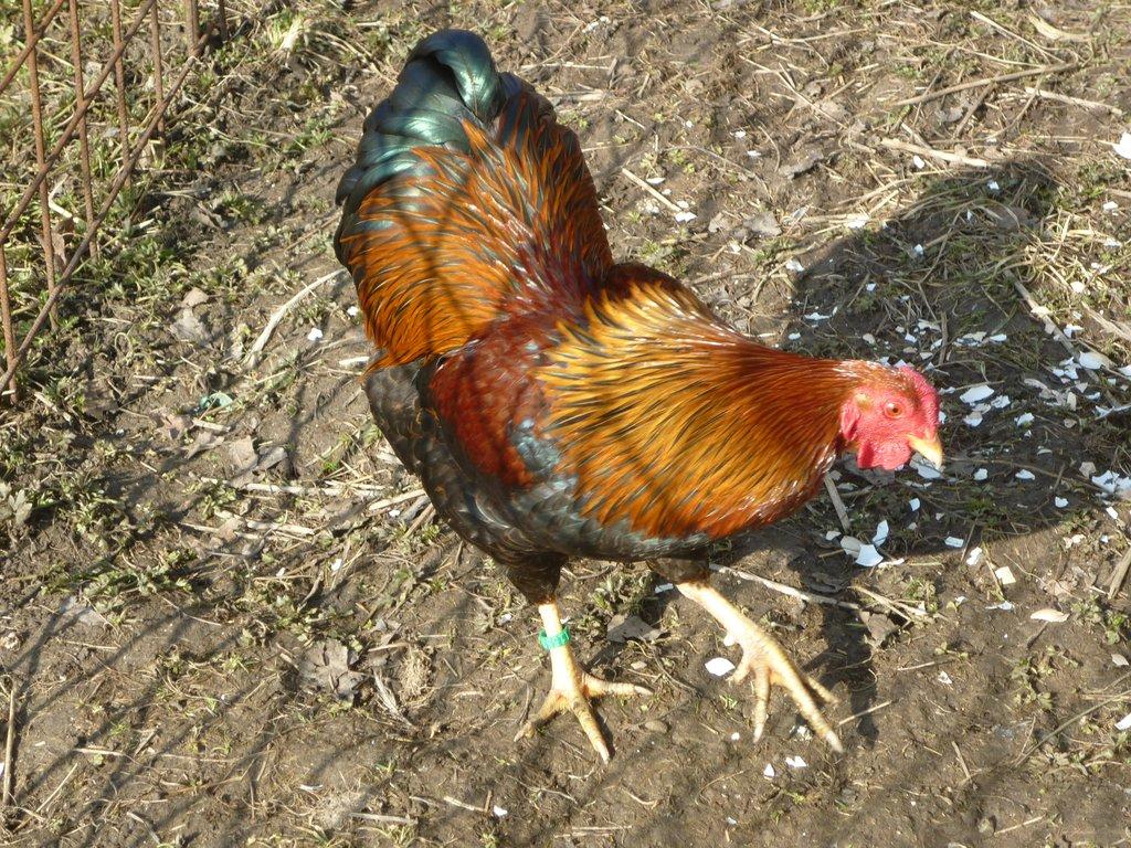 zdr. W. koroptví 1,5