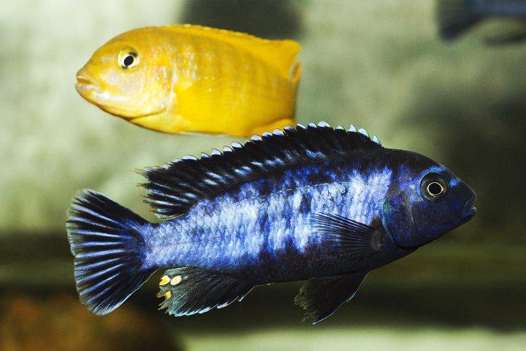 Chidongo saulosi