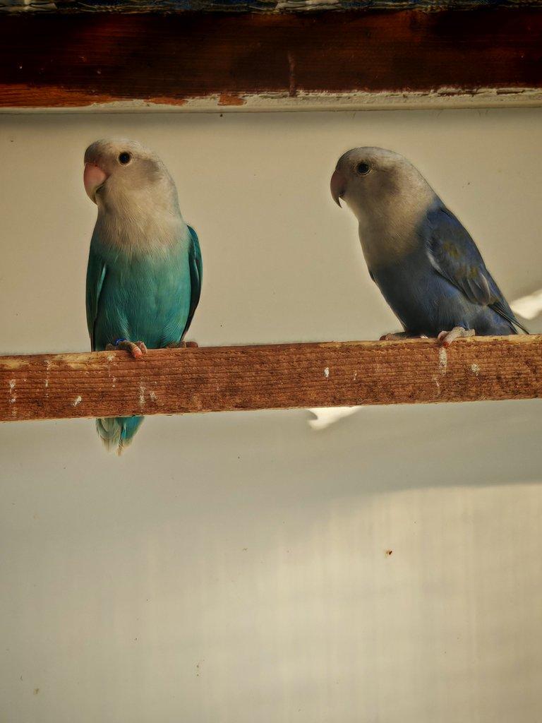 Agapornis růžohrdlý samci s DNA