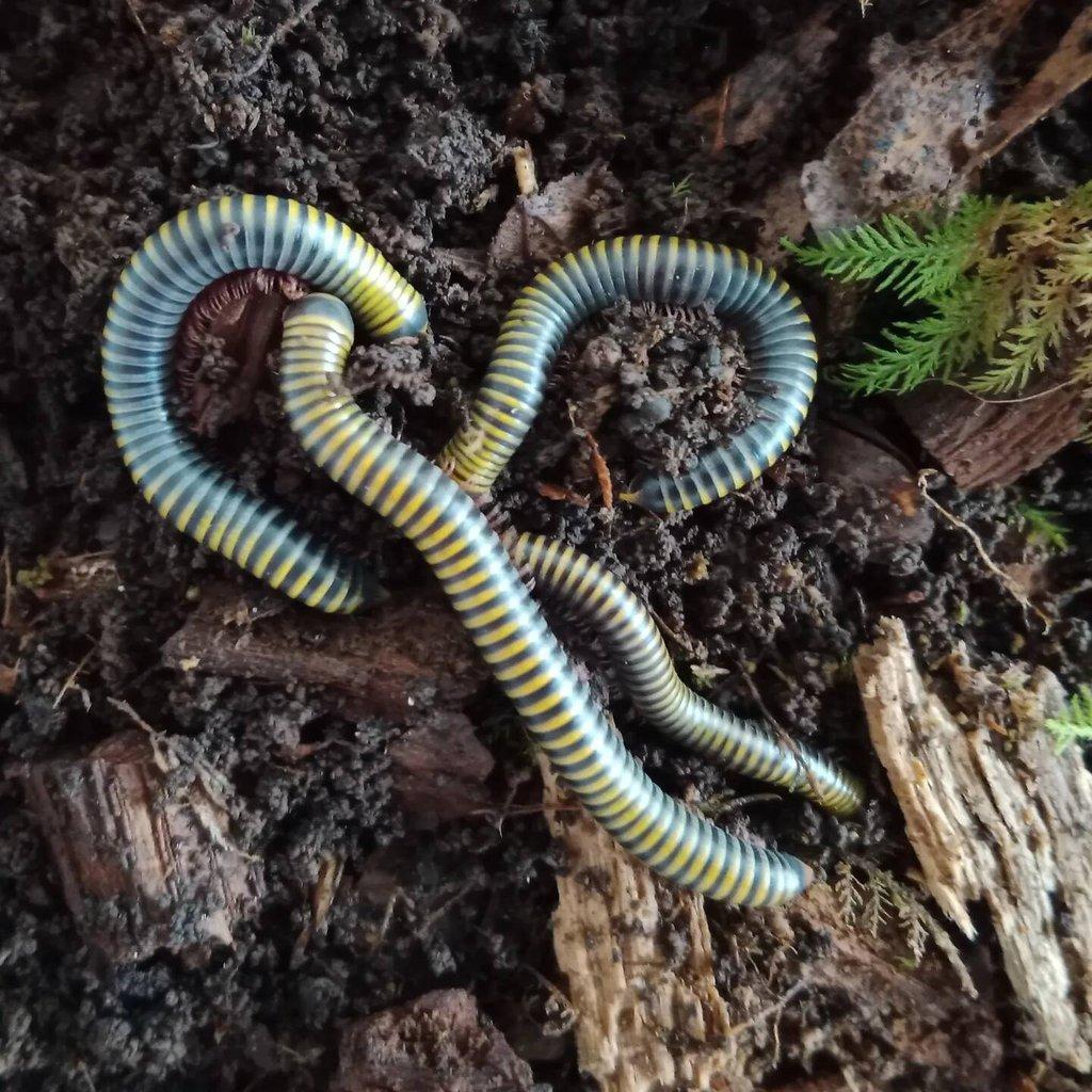 Anadenobolus monilicornis,telodeinopus aoutii mláďata