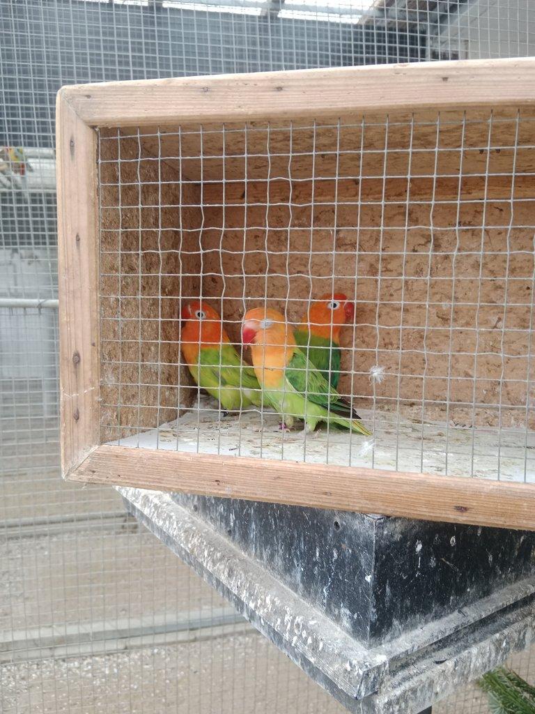 Prodám Fischer opalin