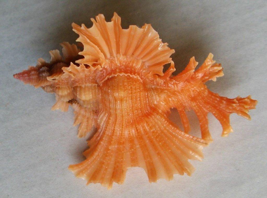 Výstava lastur a mořských přírodnin BRNO - 28. březen 2026