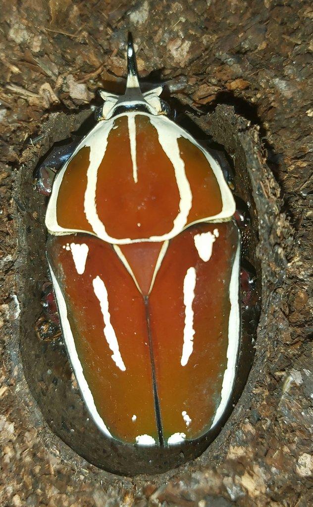 Nabídka larev na Faunatrhy Ostrava 15.2.2026