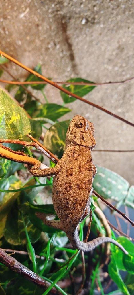 Chameleon Obecný - Chamaeleo Chamaeleon exkluzivní odchov.