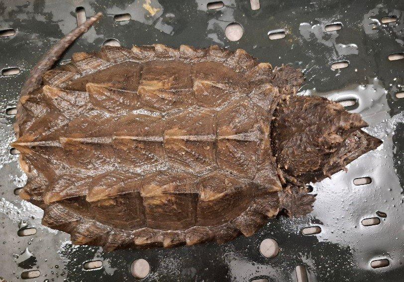 Prodám kajmanky supí