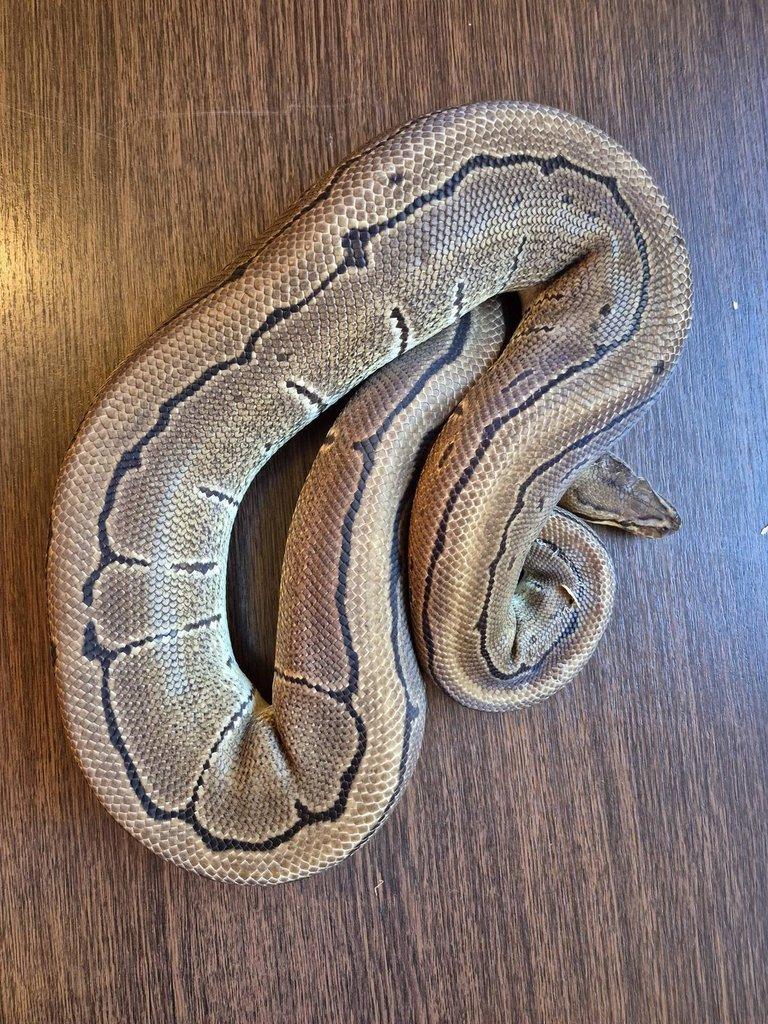 Python Regius - adult