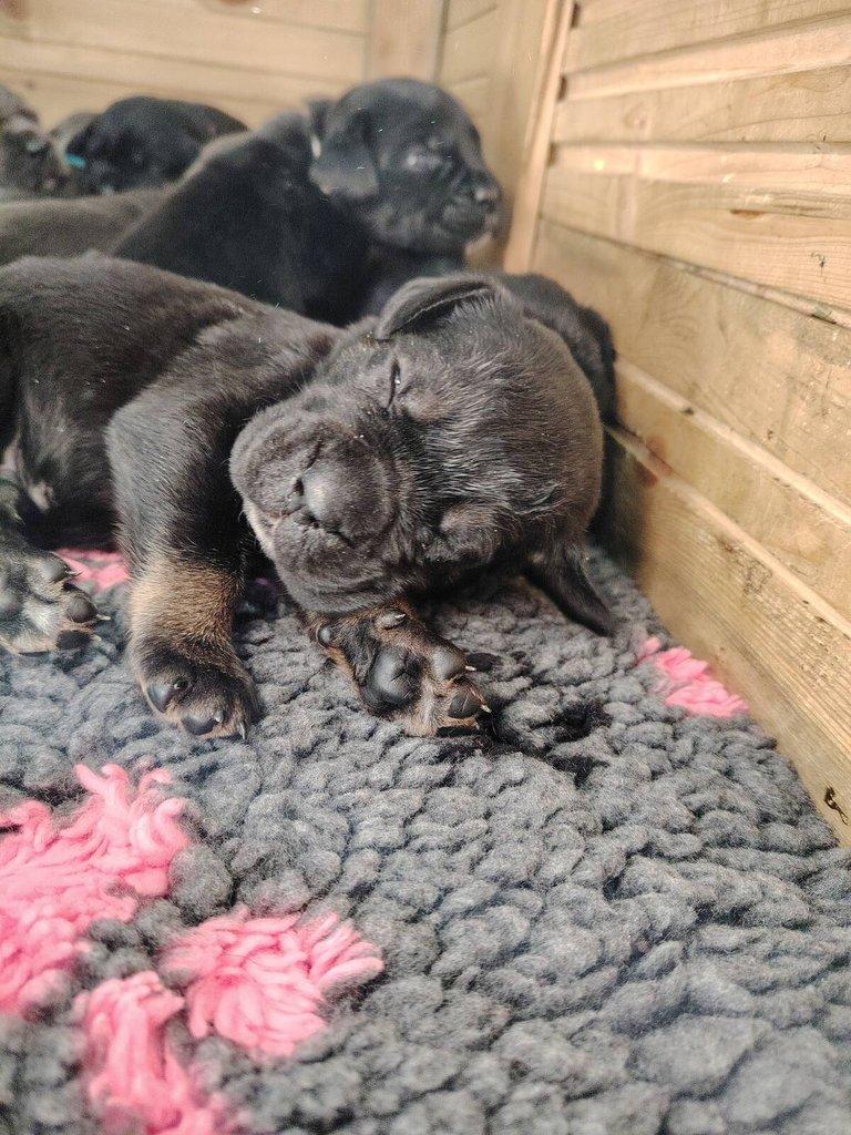 Prodám štěňata Cane Corso s PP