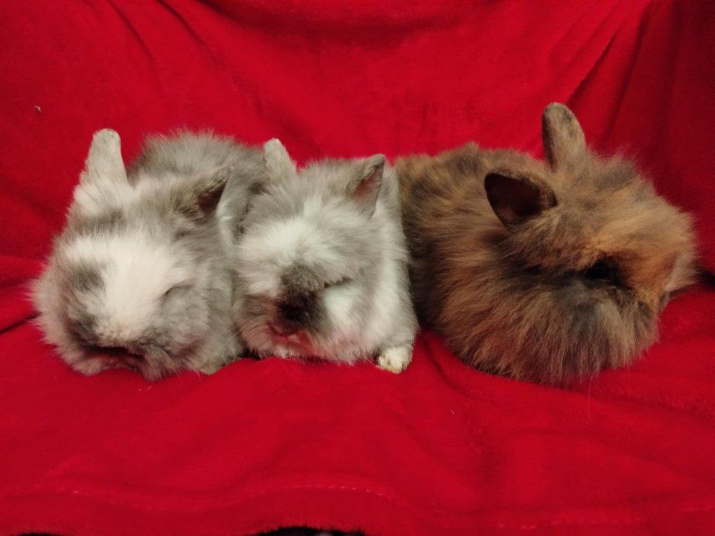 Nabízím zakrslé králíčky- lvíčky s teddy genem