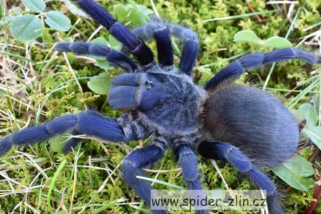 Samice P. victori, D.pentaloris, A. rufus, B. simoroxigorum a mnoho dalších zajimavých sklípkanů