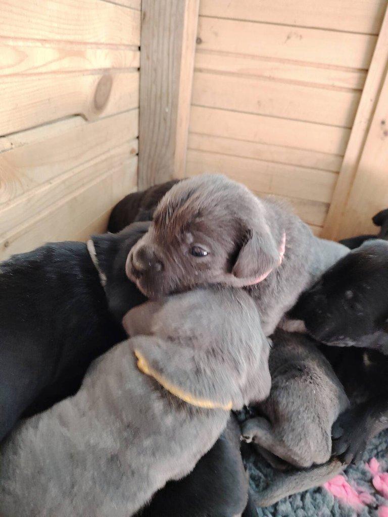 Prodám štěňata Cane Corso s PP