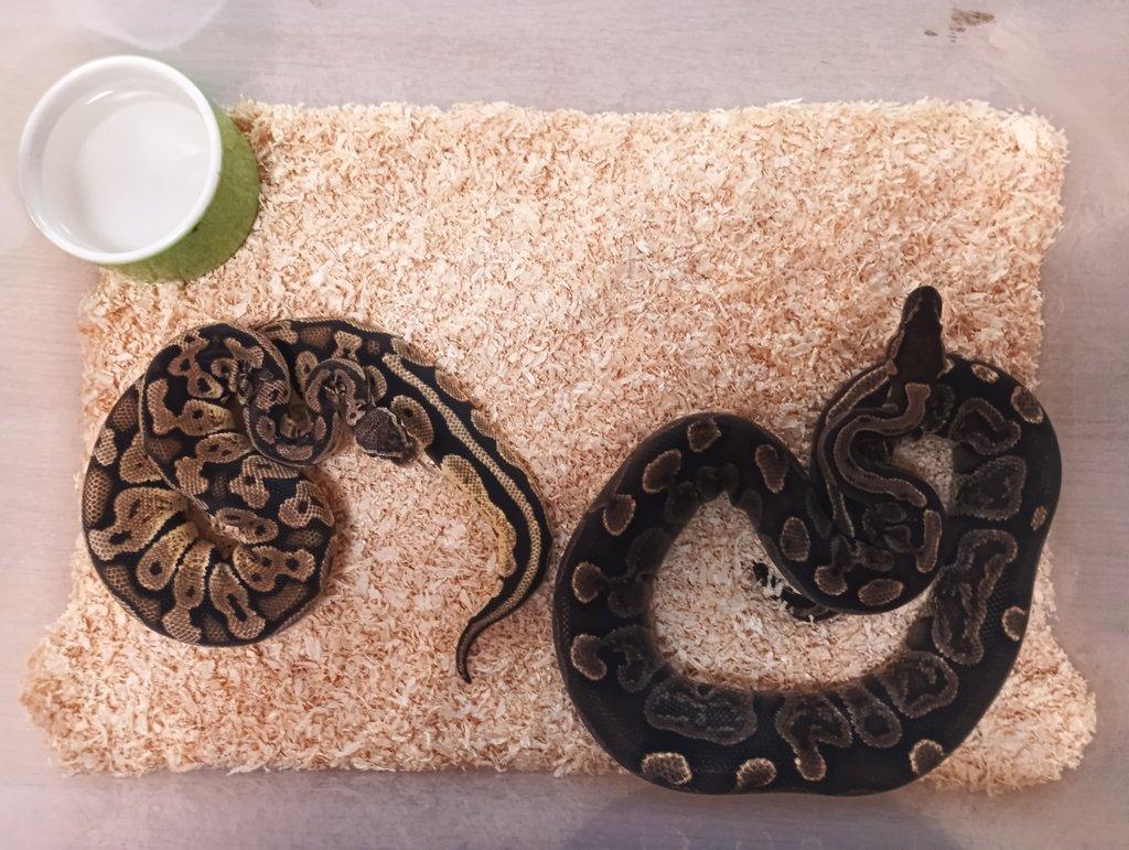 Python regius