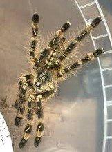 Samci Neoholothele incei, Poecilotheria subfusca - lowland a Chilobrachys natanicharum