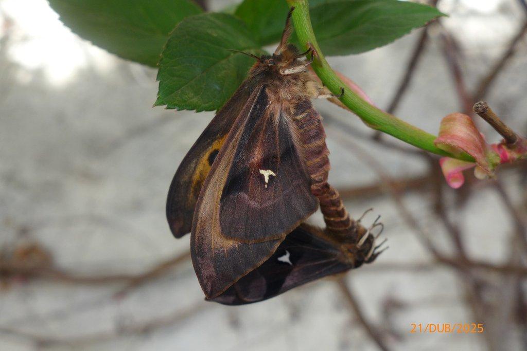vajíčka Aglia tau f.melaina x Aglia tau f. ferenigra