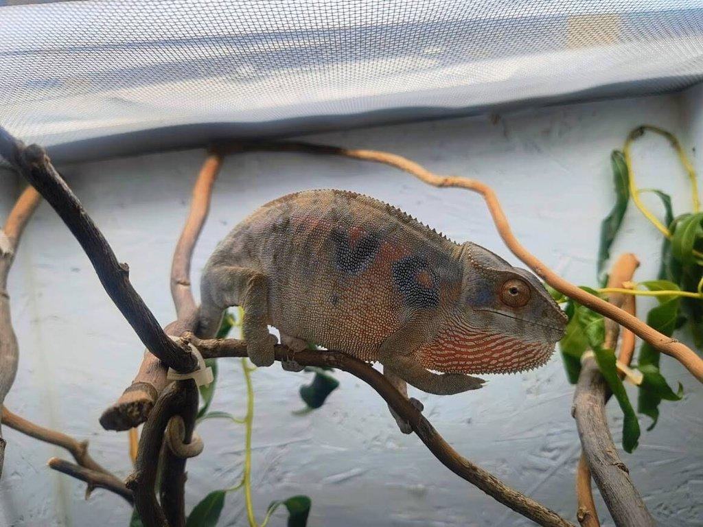 gen. F2 Furcifer Pardalis / Chameleon Pardálí - Nosy Be, již pouze samice