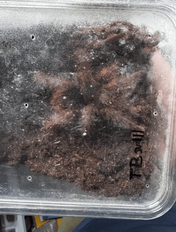 Prodám T. Stirmi (neurčený), Blondi (neurčený), Apophysis (samice)