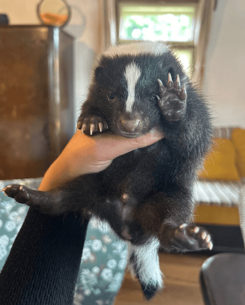 Skunk pruhovaný - 2025
