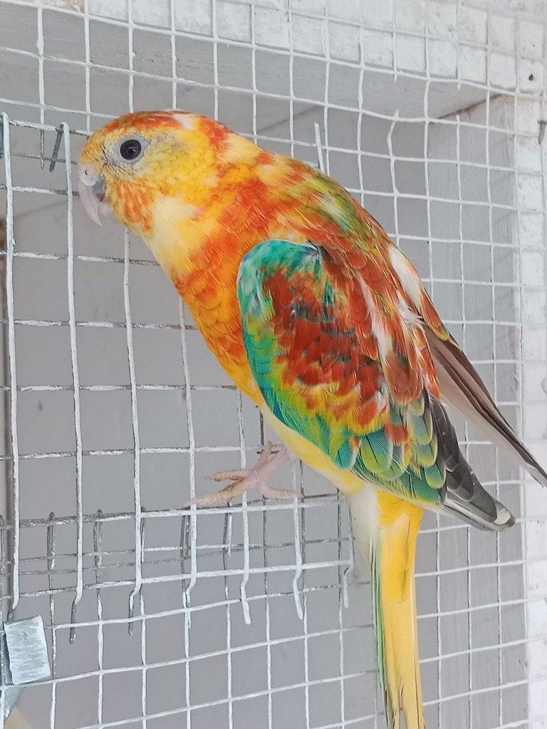Prodám  papoušek zpěvavý