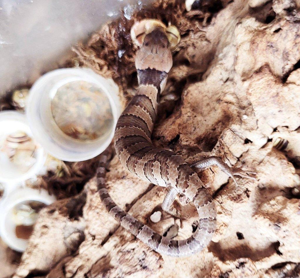 Hemisphaeriodon gerrardii