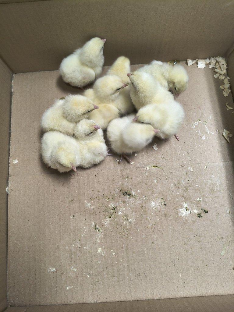 Kuřata plymutka bílá Česká zlatá kropenka