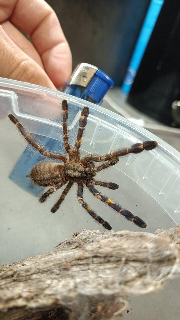 Poecilotheria metalica