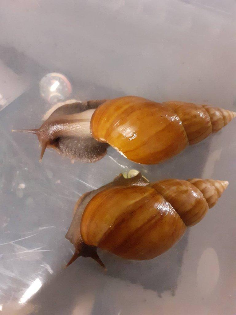Lissachatina Fulica Madagaskar light caramel