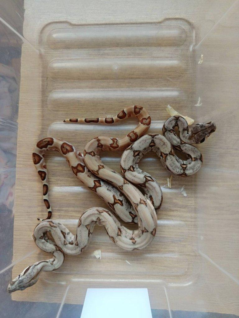 NZ 2025: sunglow jungle boa