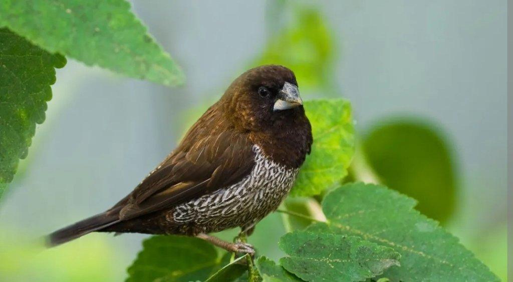 Chůvička japonská