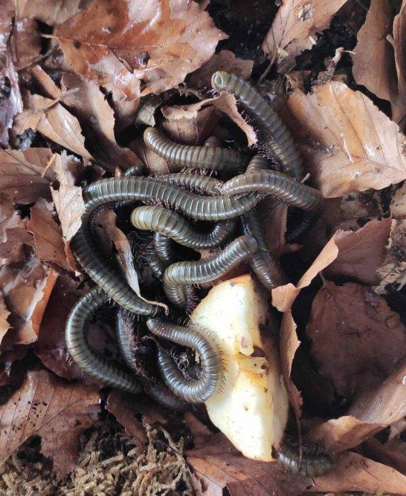 Mnohonožky - mláďata bez určeného pohlaví