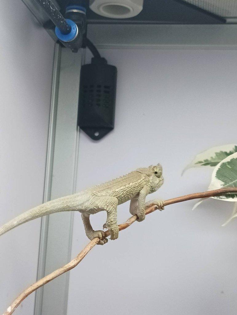 Trioceros jacksonii xantholophus
