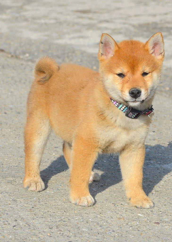 Shiba Inu Štěňata