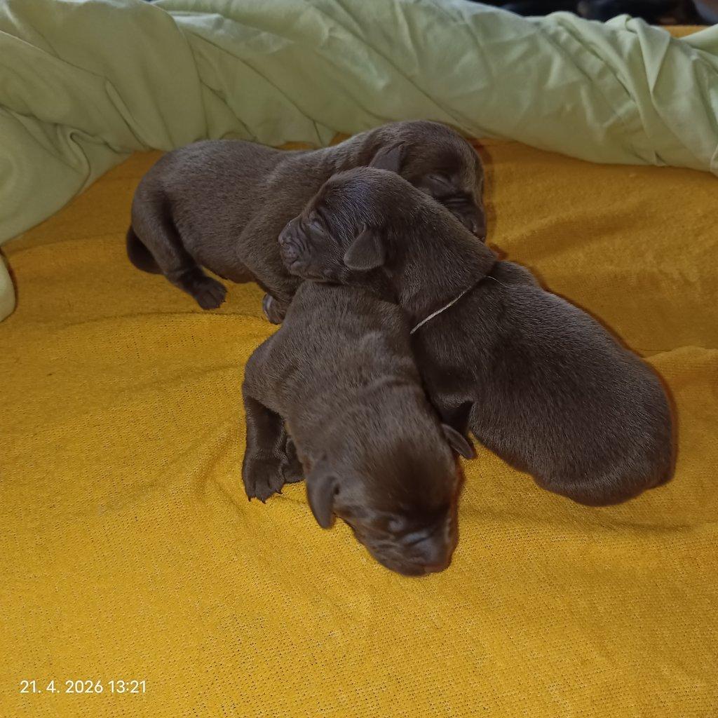 Labradorský retrívr štěňe s PP - holky i kluci