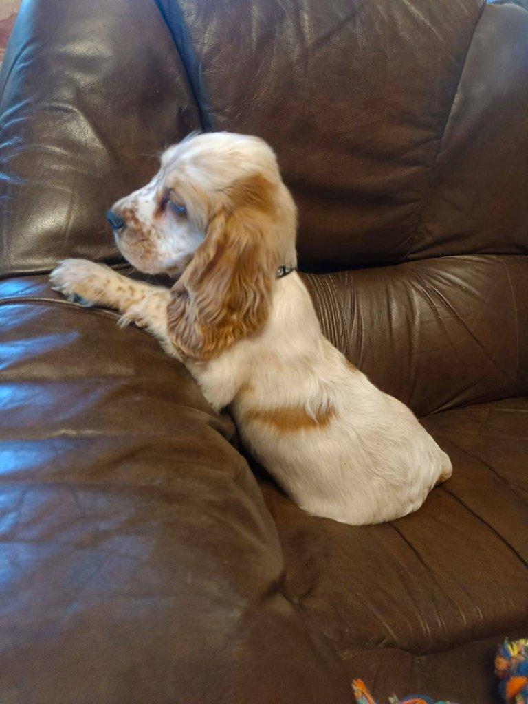 Anglický kokršpaněl barevný pejsek