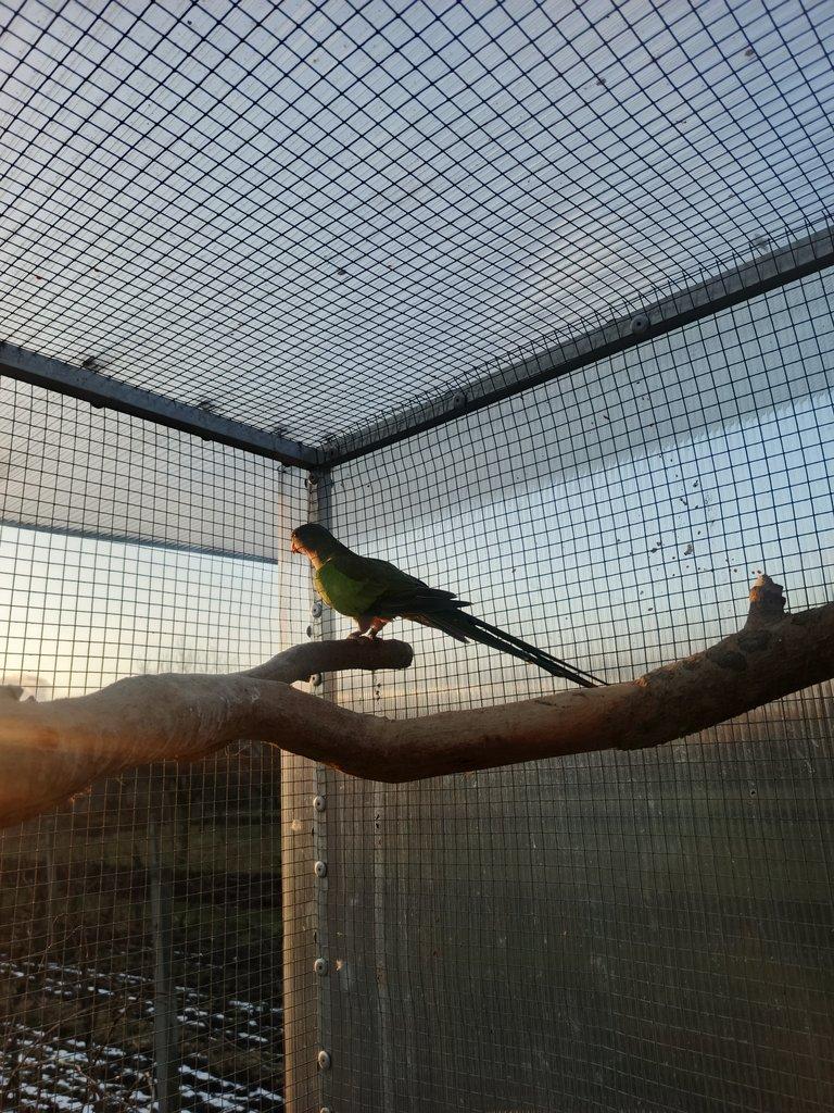 Papoušek alexandřin 1,0