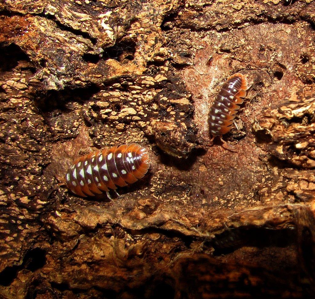 Isopody - Živá exotika 10.5.,stůl J05