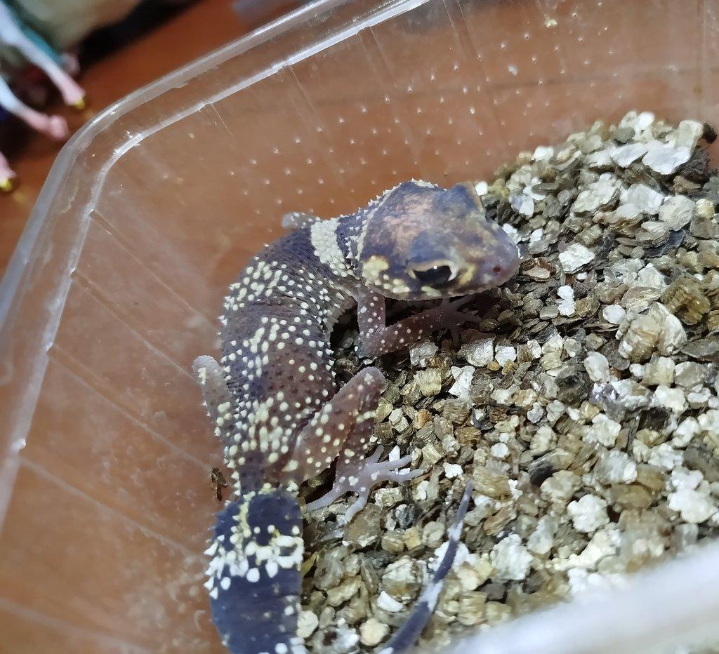 Underwoodisaurus milli