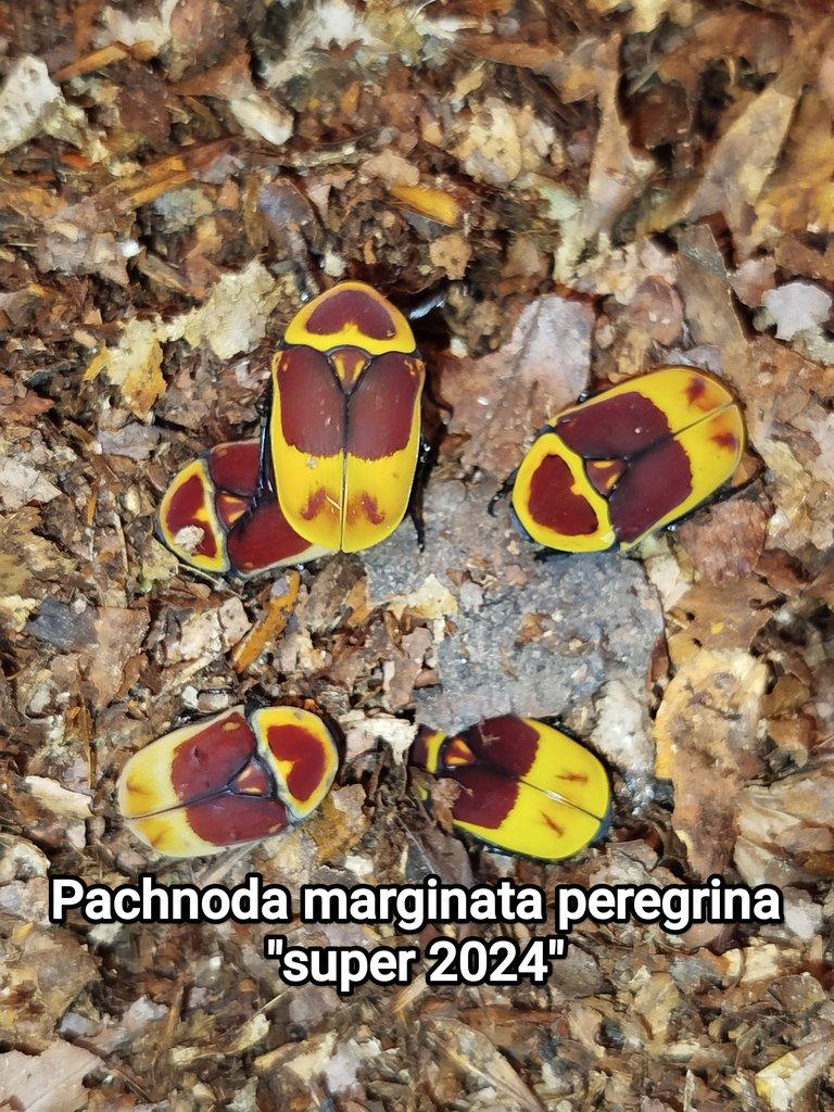 Brouci atd - přebytky 29.7.