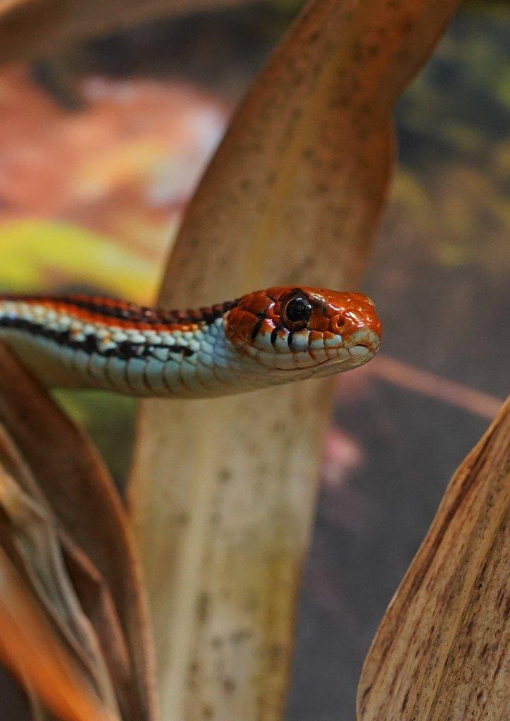 San Francisco Garter snake (Thamnophis sirtalis tetrataenia)